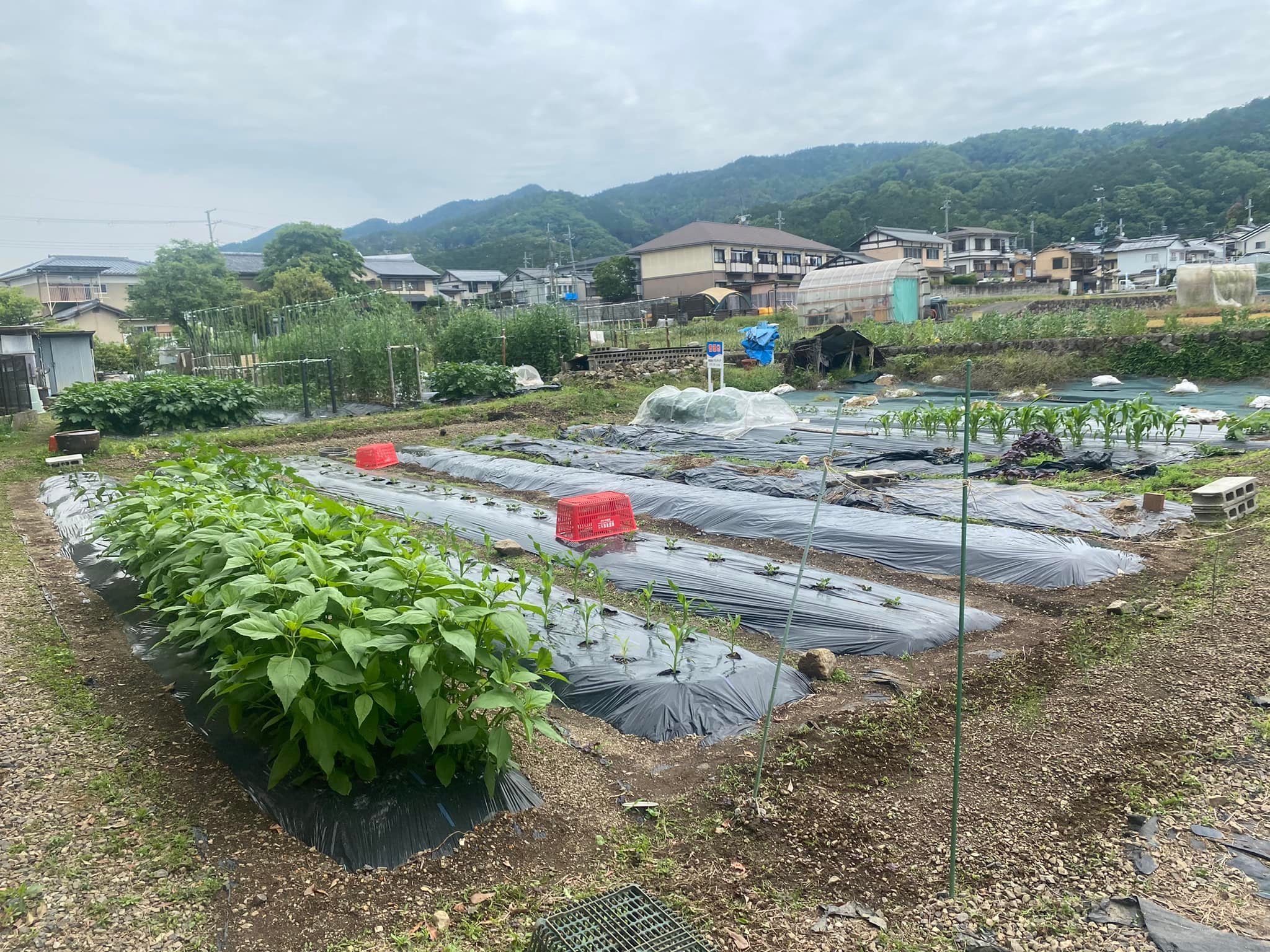 第二畑