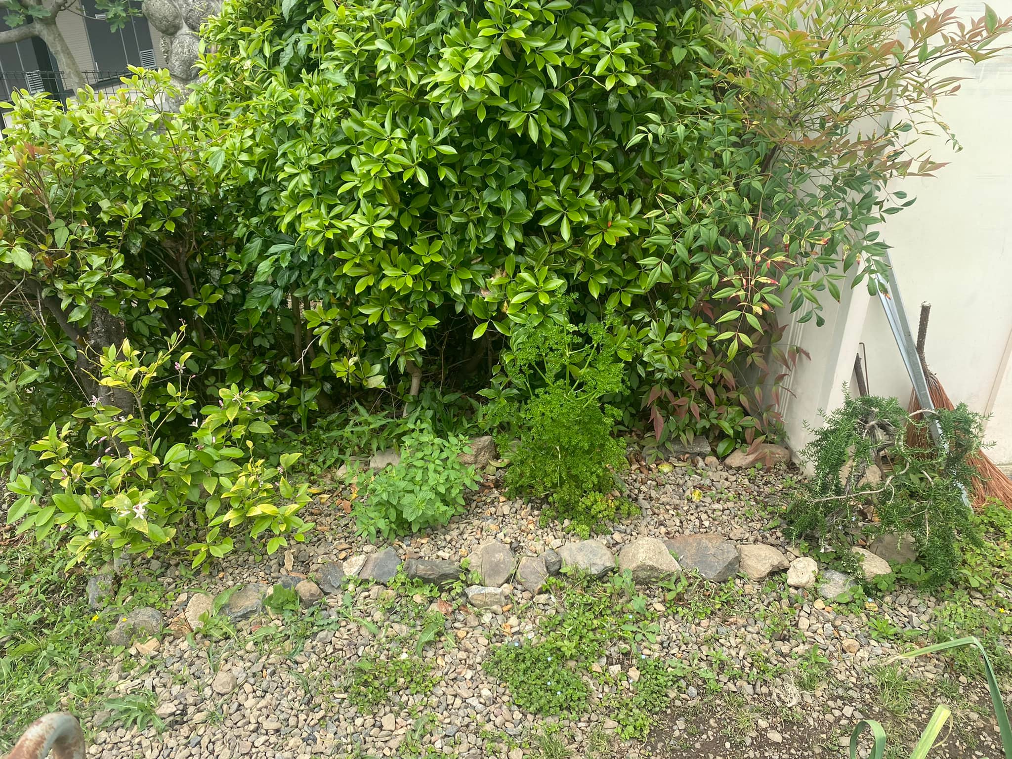 ハーブ園1