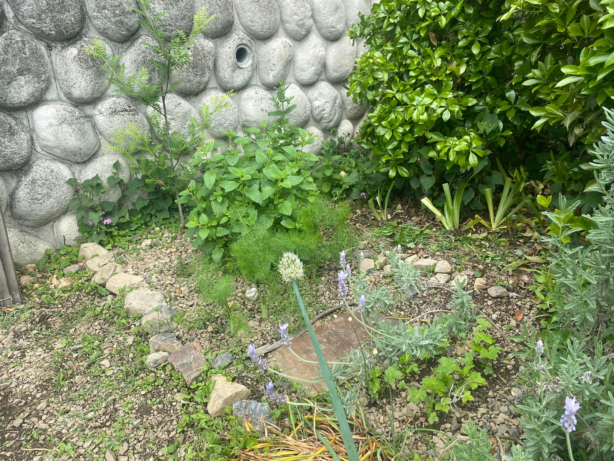 ハーブ園2